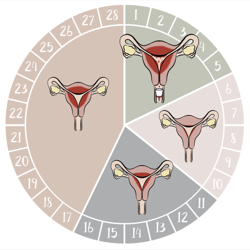 menstrual cycle